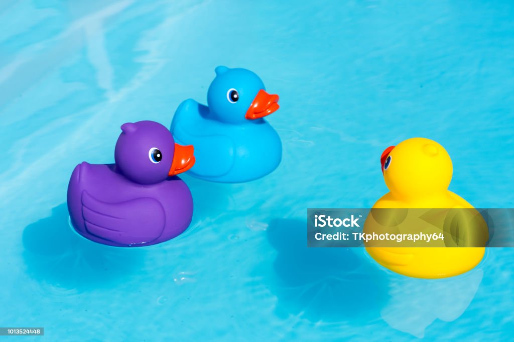 Three colorful rubber ducks, yellow, blue and purple, swimming in the water in a paddling pool Duck - Bird Stock Photo