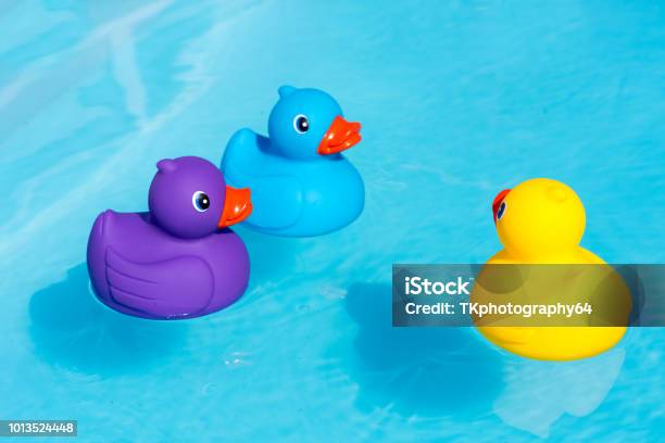 Three Colorful Rubber Ducks Yellow Blue And Purple Swimming In The Water In A Paddling Pool Stock Photo - Download Image Now