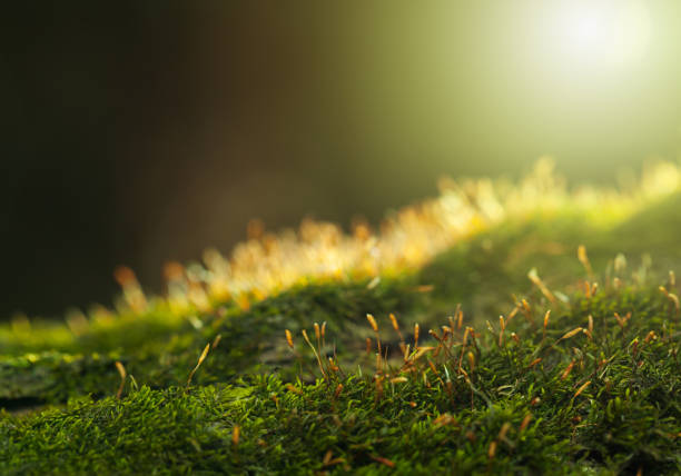 Backlit of mossy hummock Closeup low angle view of Pohlia moss (Pohlia nutans) on forest floor, flare lighting effect forest floor stock pictures, royalty-free photos & images