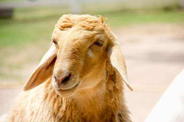 istock Closeup eye of white and brown sheeps 1013533144