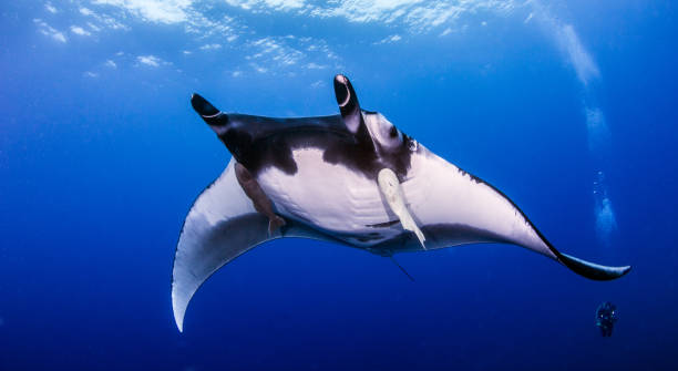 istock Manta Ray at Islas Revillagigedos, Mexico 1013533594