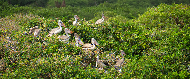 vedanthangal bird sanctuary tamil nadu india pelicans storks nesting
