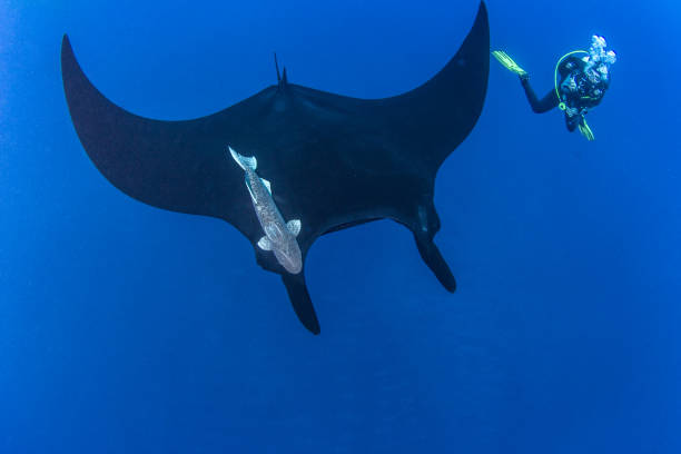 istock Black Manta Ray at Islas Revillagigedos, Mexico 1013536110