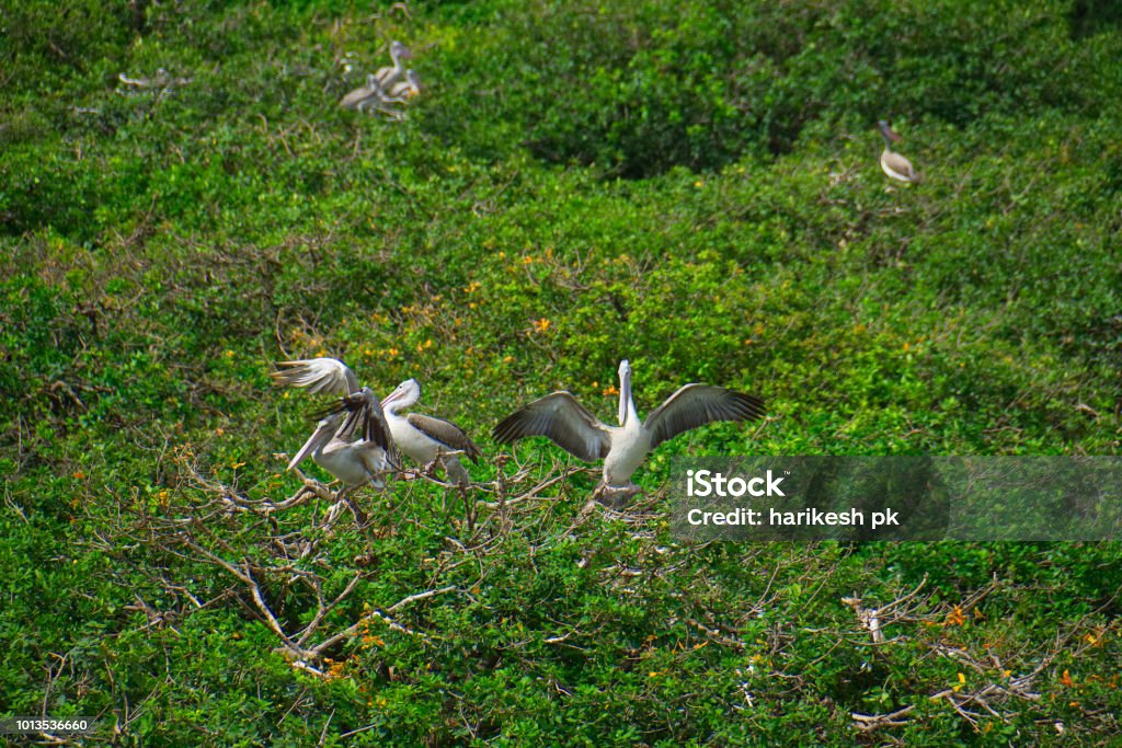 vedanthangal bird sanctuary vedanthangal bird sanctuary tamil nadu india pelicans storks nesting Horizontal Stock Photo