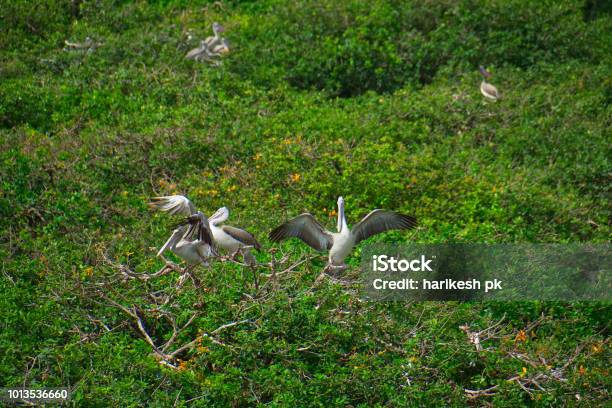 Vedanthangal Bird Sanctuary Stock Photo - Download Image Now - Horizontal, India, No People