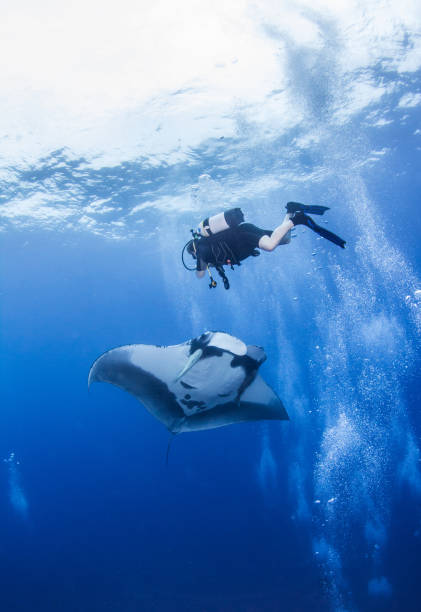 istock Manta Ray at Islas Revillagigedos, Mexico 1013538508