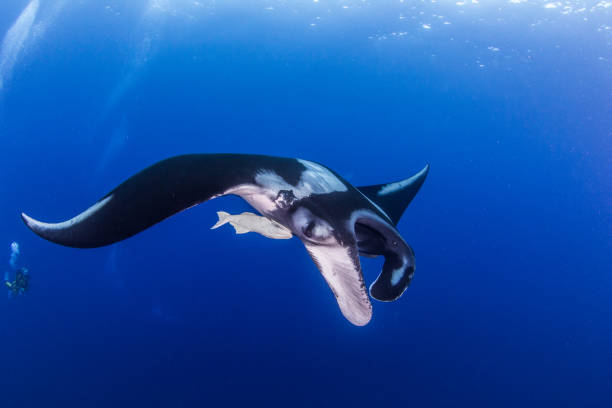 istock Manta Ray at Islas Revillagigedos, Mexico 1013541530