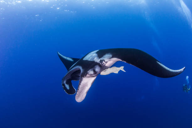 istock Manta Ray at Islas Revillagigedos, Mexico 1013541628