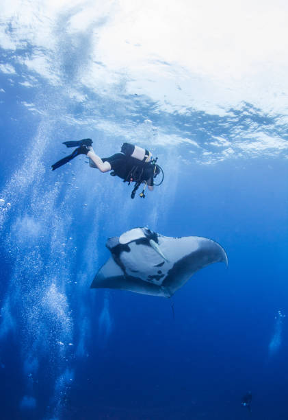 istock Manta Ray at Islas Revillagigedos, Mexico 1013541776