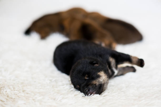 Close-up portrait of lovely newborn black and tan Shiba Inu puppy sleeping on the blanket Close-up portrait of newborn black and tan Shiba Inu puppy sleeping on the blanket. shiba inu black and tan stock pictures, royalty-free photos & images