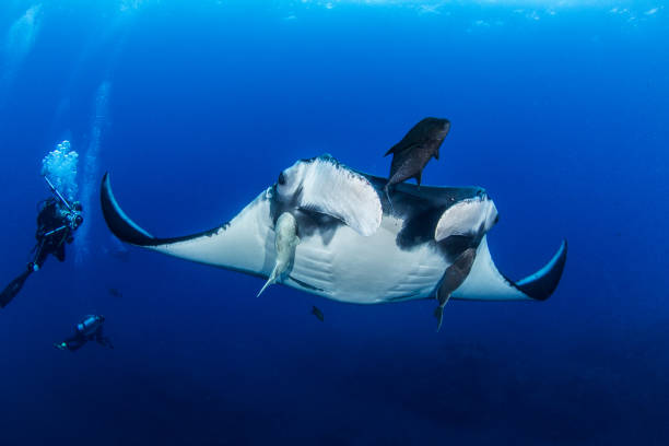 istock Manta Ray at Islas Revillagigedos, Mexico 1013546594