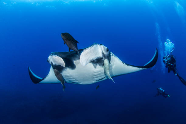 istock Manta Ray at Islas Revillagigedos, Mexico 1013546722