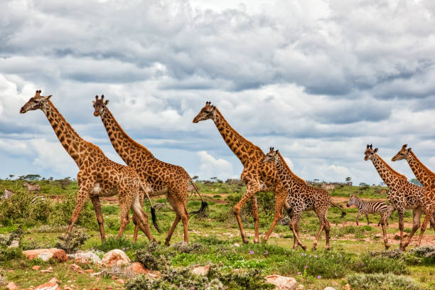 Giraffes Army Running at wild with Zebras under the clouds
