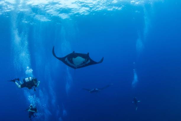 istock Black Manta Ray at Islas Revillagigedos, Mexico 1013549350