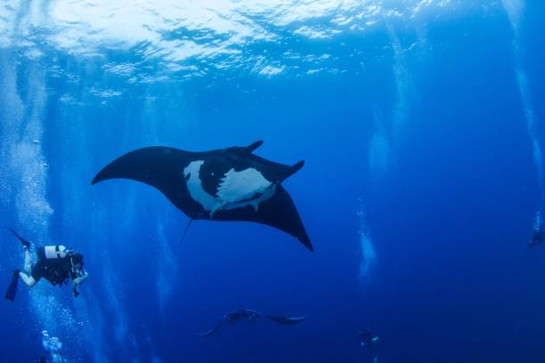 istock Black Manta Ray at Islas Revillagigedos, Mexico 1013549370