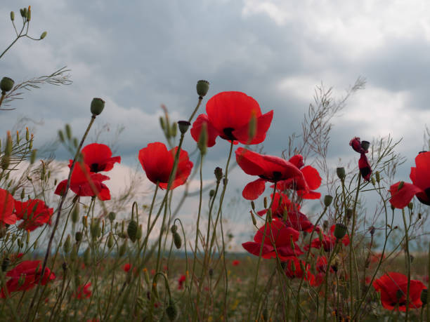istock Field wild flowers poppies against a cloudy sky. 1013549398