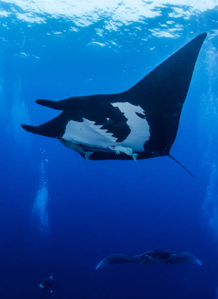istock Black Manta Ray at Islas Revillagigedos, Mexico 1013549492