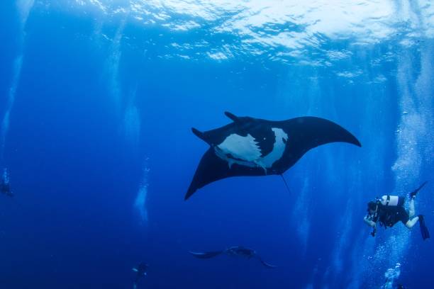 istock Black Manta Ray at Islas Revillagigedos, Mexico 1013549500