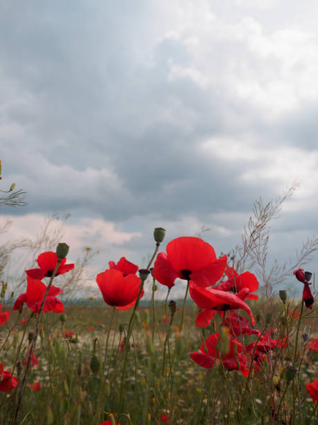 istock Field wild flowers poppies against a cloudy sky. 1013549614
