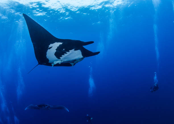 istock Black Manta Ray at Islas Revillagigedos, Mexico 1013549620