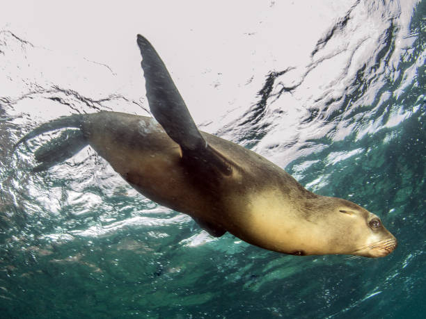 istock Sea Lion at La Paz, Mexico 1013549946