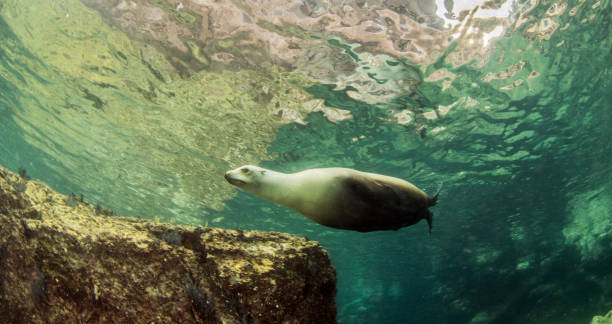 istock Sea Lion at La Paz, Mexico 1013550046