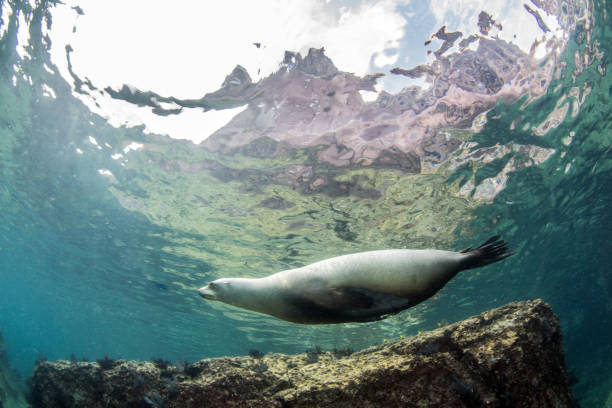 istock Sea Lion at La Paz, Mexico 1013550122