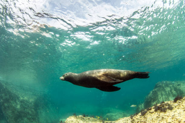 istock Sea Lion at La Paz, Mexico 1013550220