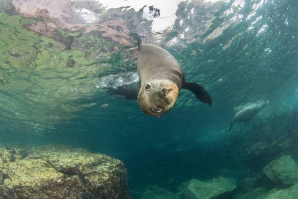 istock Sea Lion at La Paz, Mexico 1013550366