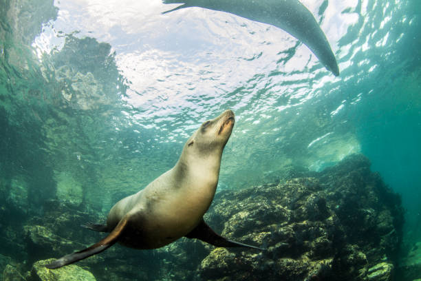 istock Sea Lion at La Paz, Mexico 1013550376