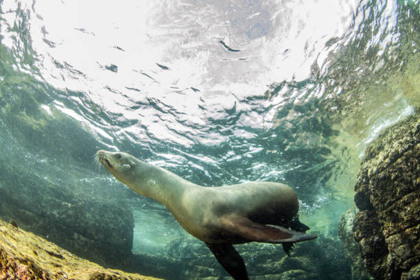istock Sea Lion at La Paz, Mexico 1013552466