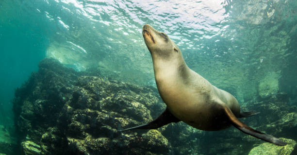istock Sea Lion at La Paz, Mexico 1013554542