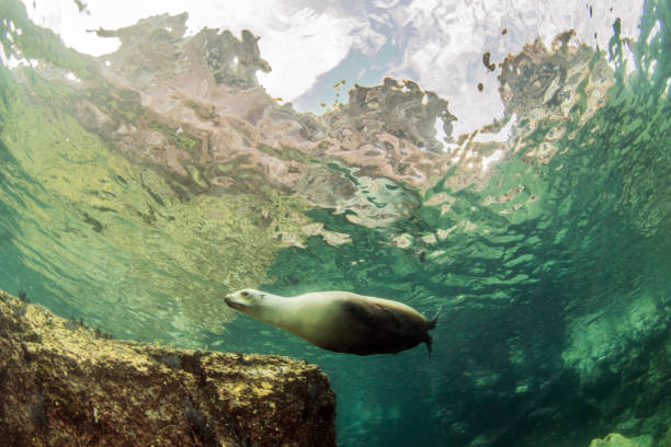 istock Sea Lion at La Paz, Mexico 1013554646