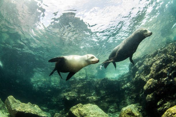 istock Sea Lion at La Paz, Mexico 1013554774