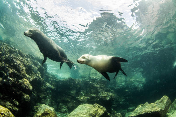istock Sea Lion at La Paz, Mexico 1013554830