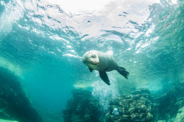 istock Sea Lion at La Paz, Mexico 1013555298