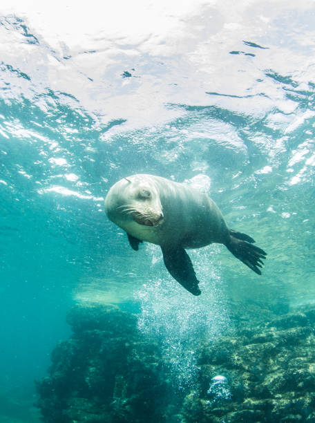 istock Sea Lion at La Paz, Mexico 1013555340