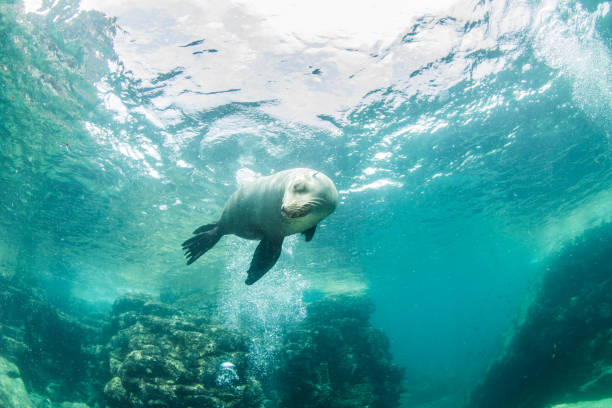 istock Sea Lion at La Paz, Mexico 1013555476