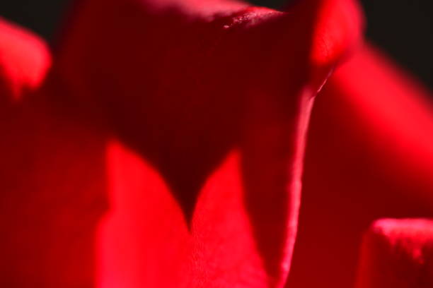 istock Pointy shadow of back lit rose petal 1013558328