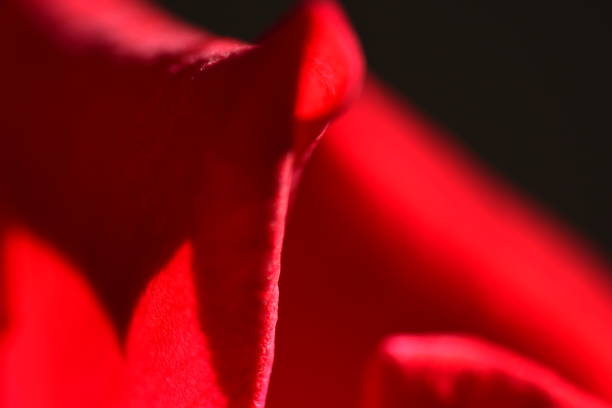 istock Pointy shadow in background of curlng back lit rose petal 1013558836