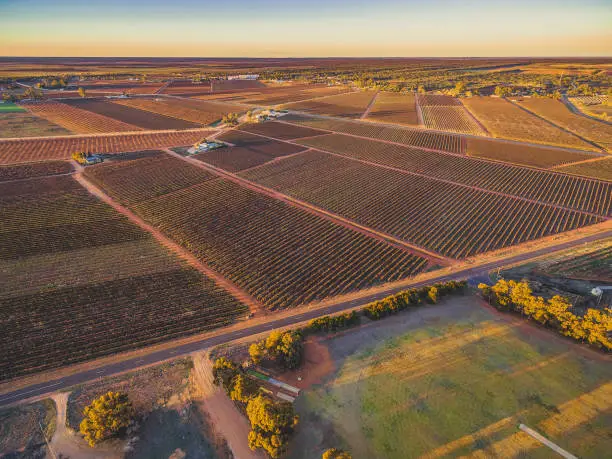 Aerial view of vineyars in winter at sunset. Riverland, South Australia