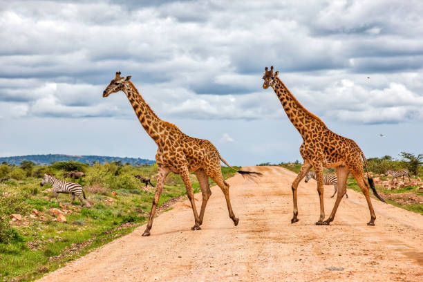 istock Giraffes Army Running at wild with Zebras under the clouds 1013564338
