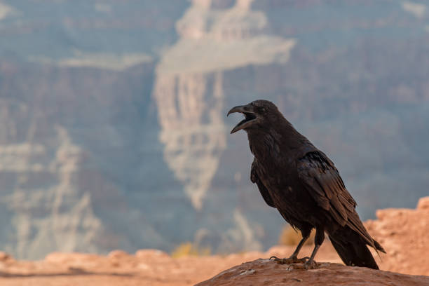 istock A bird at the Grand Canyon 1013564452