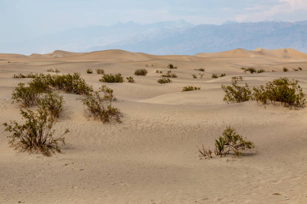 istock Sand Dunes in Death Valley 1013565204