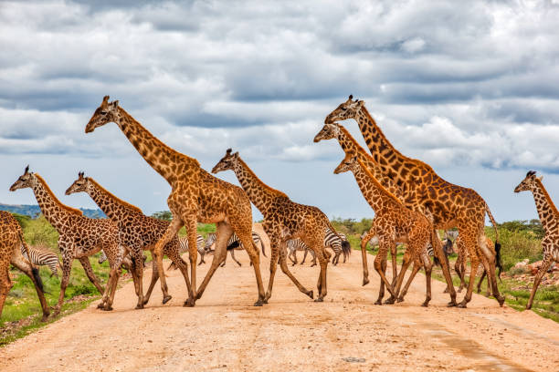 giraffen armee läuft bei wild mit zebras unter den wolken - masai mara stock-fotos und bilder