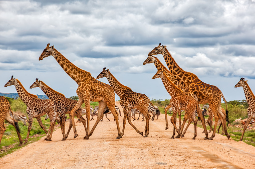 Giraffes Army Running at wild with Zebras under the clouds