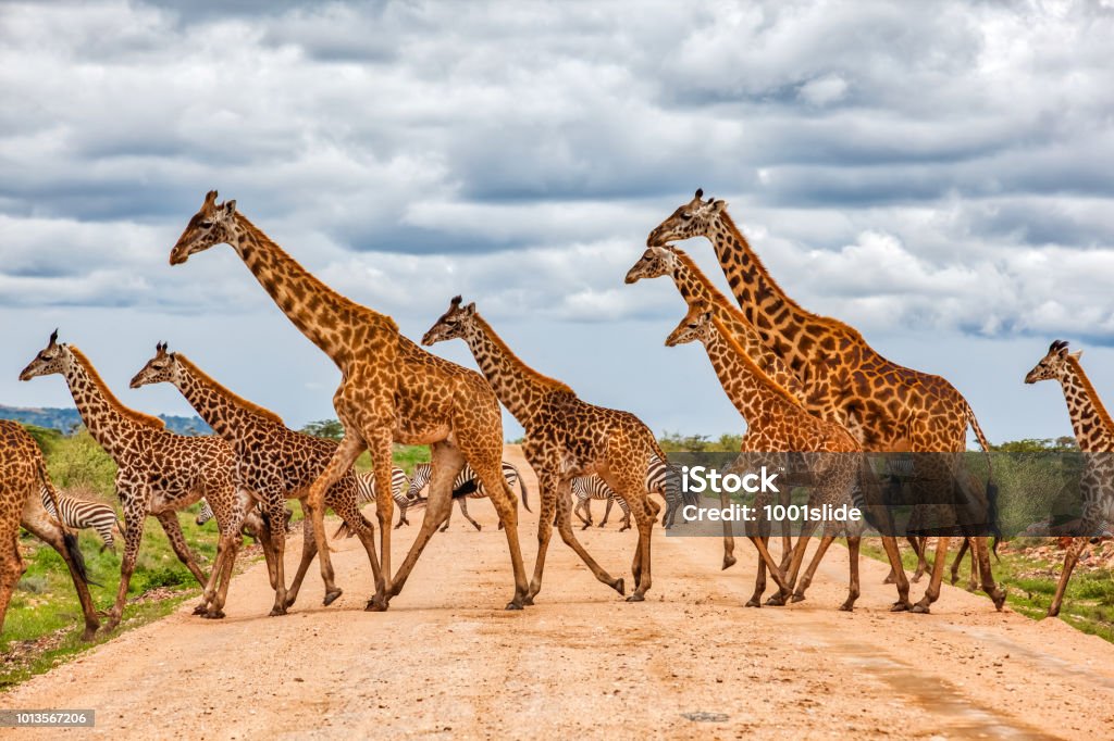 Giraffes Army Running at wild with Zebras under the clouds Giraffe Stock Photo