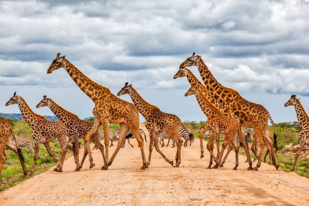 Giraffes Army Running at wild with Zebras under the clouds stock photo