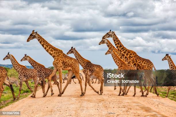 Giraffes Army Running At Wild With Zebras Under The Clouds Stock Photo - Download Image Now