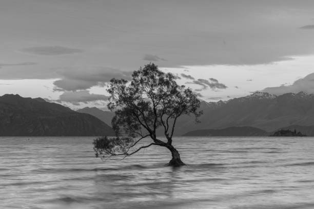 istock Black and White, the lonely tree on Lake of Wanaka 1013573534